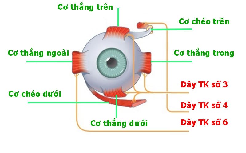 Các cơ vận nhãn
